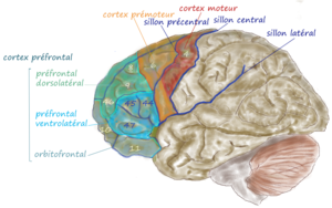 Français : cortex frontal