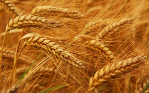 Wheat Details Matter