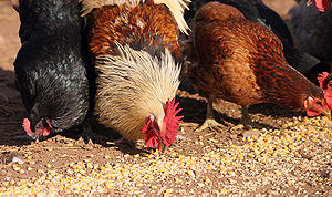 Chickens, Neurotransmitters and ADHD