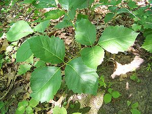 English: Ground level poison ivy in Perrot Sta...