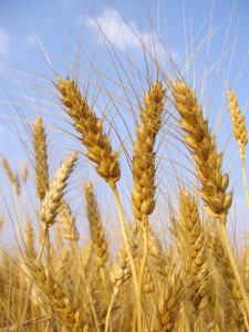 gluten, wheat, milk, immunity change brain function