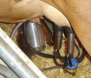 A cow milking machine