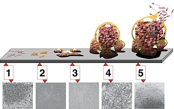 5 stages of biofilm development. Stage 1, init...